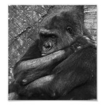 Gorilla Photo