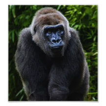 Gorilla Photo Art
