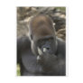 gorilla picking his nose - eeeewwwwwwww! postcards