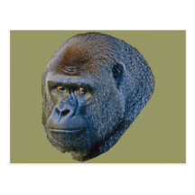 Gorilla Picture Post Card