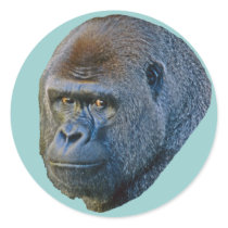Gorilla Picture stickers by kphotos Gorilla Picture stickers