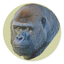 Gorilla Picture stickers by kphotos Gorilla Picture stickers