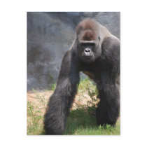 Gorilla Postcard by jenny0303 Gorilla Postcard