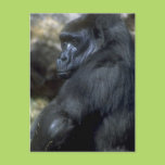 Gorilla Postcards