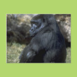 Gorilla Post Card