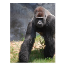 Gorilla Postcard