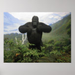 Gorilla Poster posters