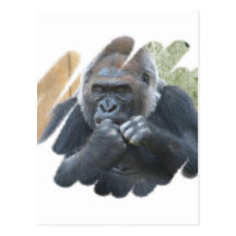 Gorilla Primate Postcard