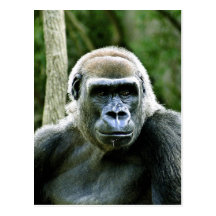 Gorilla Profile Postcard