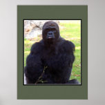 Gorilla - You're Mine, Camera Boy! Print