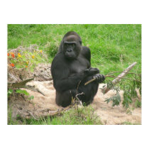 gorillas 002 canvas posters