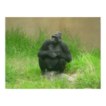 gorillas 006 canvas posters