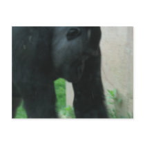 Gorillas Behind Glass postcards by Trinityjae Gorillas Behind Glass postcards