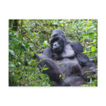 Gorillas- Rwanda Postcard