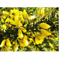 Gorse Bush photo sculptures by lifesphere Gorse Bush photo sculptures