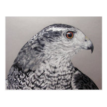 Goshawk Postcard