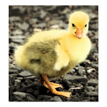 Gosling Distorted Poster/Print by AngelPalazzo Gosling Distorted Poster/Print