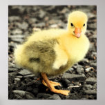 Gosling Distorted Poster/Print