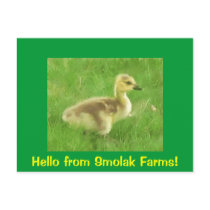 Gosling Postcard