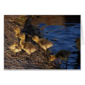 Goslings Card