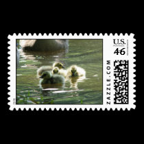 Goslings Postage stamps