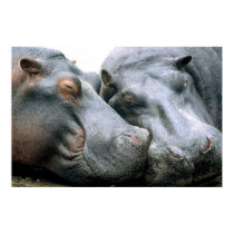 Gossip Hippopotamus Portrait posters