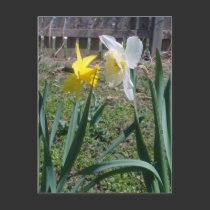 Gossiping Daffies postcards by Victoreeah Gossiping Daffies postcards