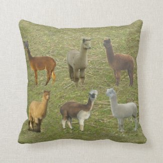 Got Alpacas? Pillow