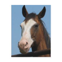 Got any carrots? postcards by iiiyaaa Got any carrots? postcards