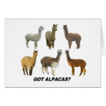 Got Apacas? Cards