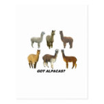 Got Apacas? Postcards