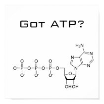 Got ATP? Poster posters by katie37 Got ATP? Poster posters