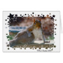 Got Attitude? Squirrel cards