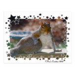 Got Attitude? Squirrel Post Cards