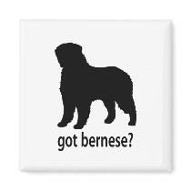 Got Bernese Fridge Magnet