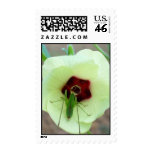 Got Bug! PostCard Postage Stamps