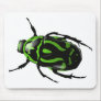 Got Bugs-Wild Colored Beetle