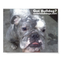 Got Bulldog? posters