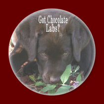 Got Chocolate Labs?  Puppy magnets