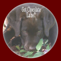 Got Chocolate Labs?  Puppy stickers