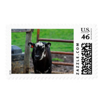 Got Cow Postage