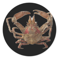 Got Crabs? nice sea crab-dinner time stickers