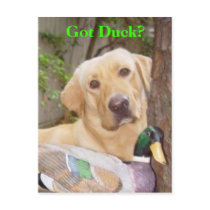 Got Duck? Postcard by myrtieshuman Got Duck? Postcard
