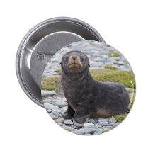 Got Fish? Badge Pinback Button