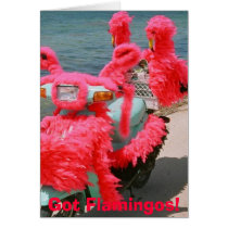 Got Flamingos!, cards by kwflmngo Got Flamingos!, cards