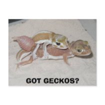 GOT GECKOS? postcards by SFgeckos GOT GECKOS? postcards