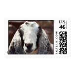 Got Goat? Stamps