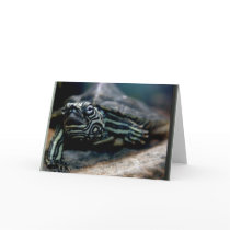 Got Hare? Card by skphotos Got Hare? Card
