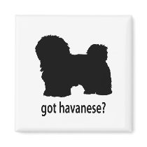 Got Havanese Magnet
