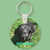 GOT LOVE? keychains